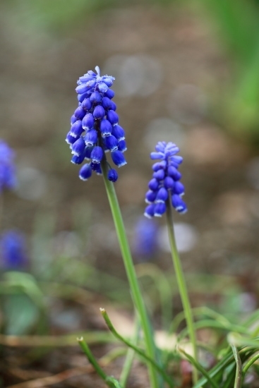 ３月～４月 ムスカリ。実に小さな花です。<br>(撮影 2012年4月12日)