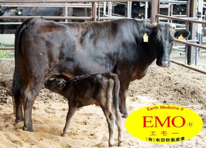 「山形屋にて有田EMO牛バーガー食べれますよ！！」