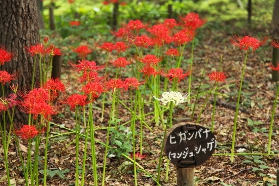 ９月　彼岸花(ヒガンバナ)・曼珠沙華(マンジュシャゲ)は、何もないところから、茎が伸び、花だけが咲きます。<br>(撮影 2012年9月5日)