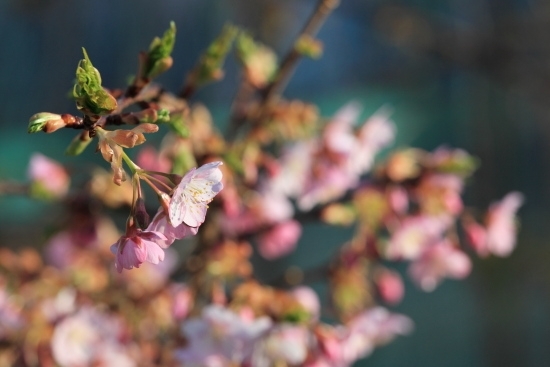 河津桜(カワヅザクラ) ７部咲き程度の状態。<br>2013年は3月1日前後から開花しました。<br>(撮影 2013年3月6日)