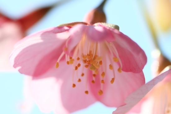 河津桜(カワヅザクラ)は、ピンク色の可憐な花です。
