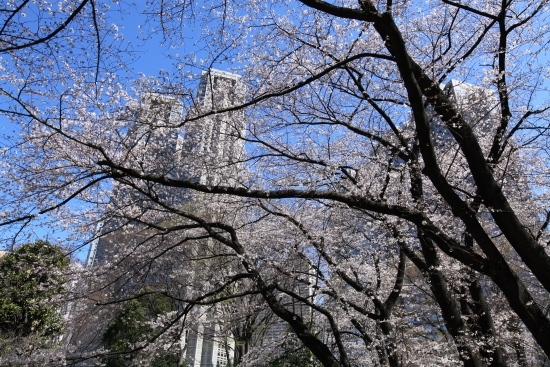 染井吉野桜(ソメイヨシノザクラ) ほぼ満開。<br>都内では2013年は3月16日に開花宣言が出ました。<br>(撮影2013年3月21日)