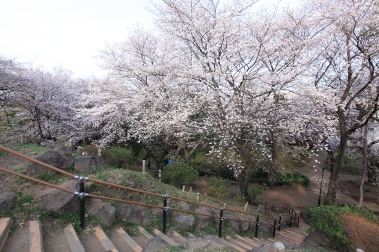 戸山公園・箱根山頂上より下界を望む。(撮影 2013年3月22日)