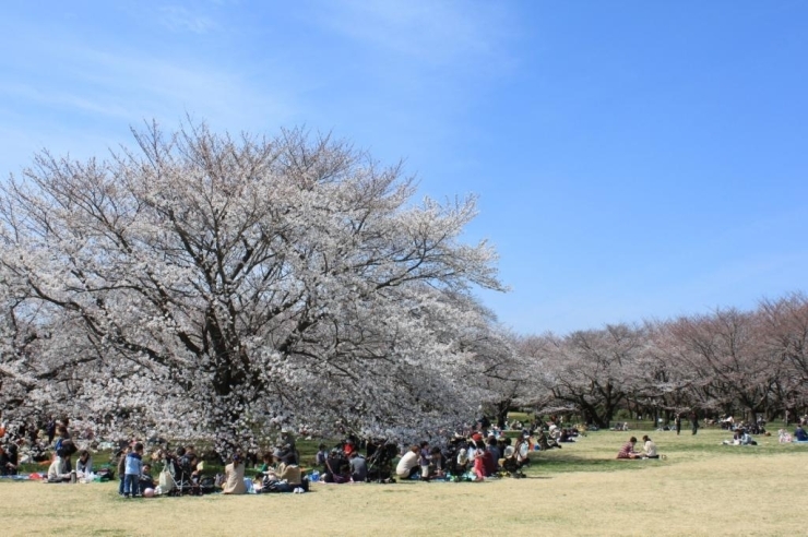 国立昭和記念公園・桜の園