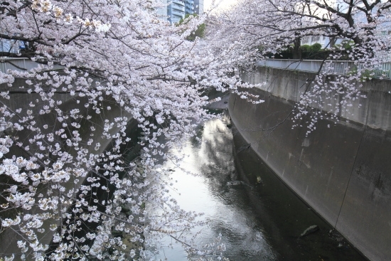 神田川歩行者道・中之橋より川面を望む。(撮影 2013年3月22日)