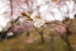 大自然の中に咲き誇る桜が楽しめます。
