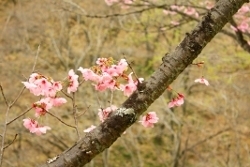 これは何という桜でしょうか？