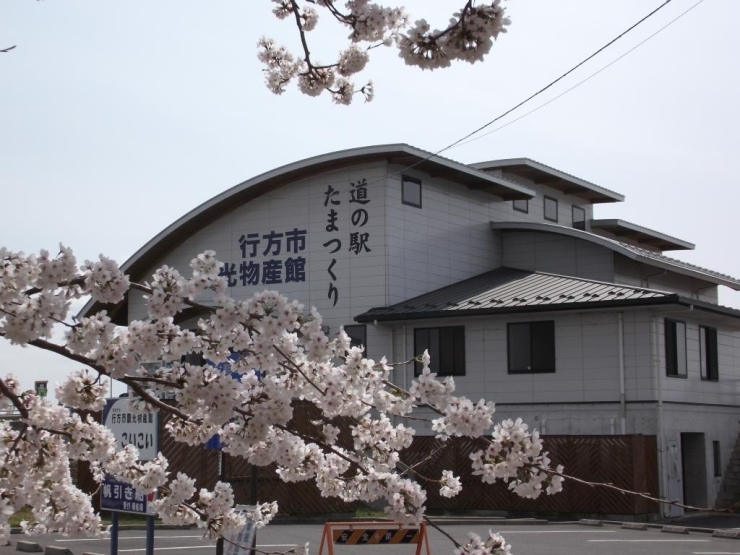 道の駅と桜のコラボ
