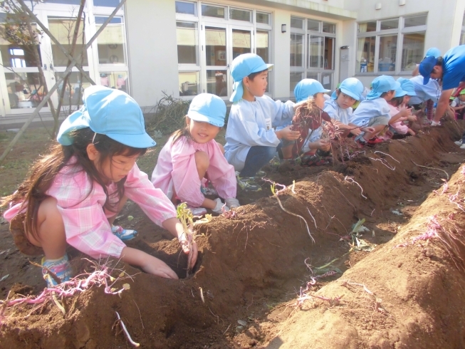 「幼稚園の畑でさつまいも掘り！！！」