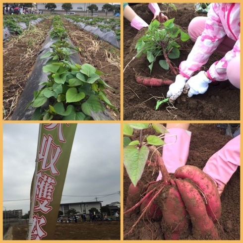 「収穫の秋★ご近所でお芋ほり体験してきました♪」