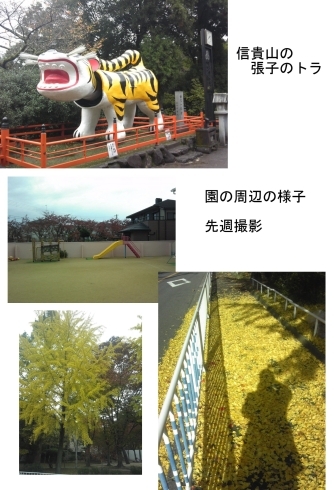 「松塚公園の落ち葉がすごい！」