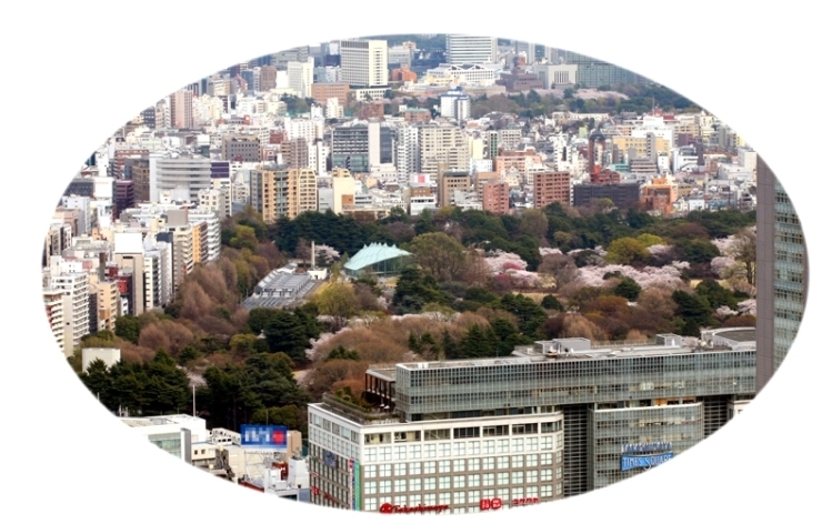 新宿都庁の展望台から見えるビルに囲まれた御苑<br>さくら色より　みどり色の方がめだつな！