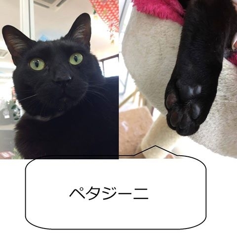 「猫ルーム♡肉球当てクイズ♡」
