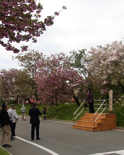 優雅な八重桜のお花見は、心が和みますね。