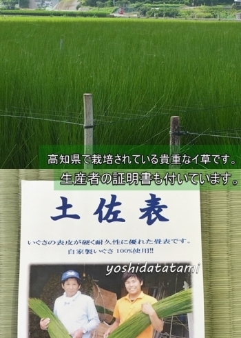 「高知県産「土佐表」を使った畳替え！」