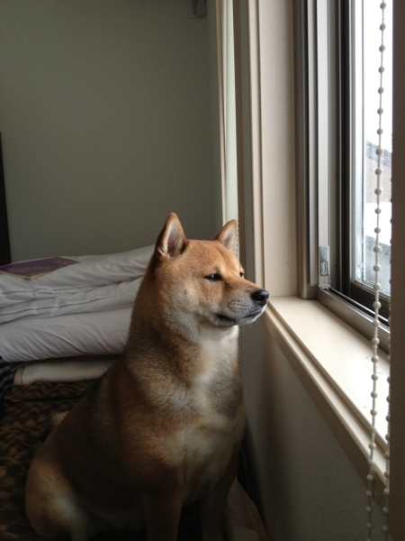 『まだかな～』２階の窓からご主人様の帰りをひたすら待つ健気な忠犬。