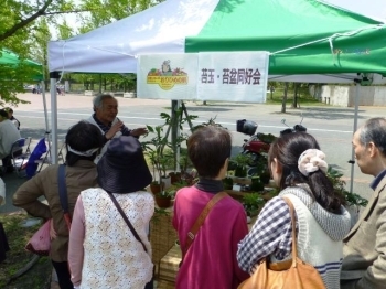 苔盆栽の販売