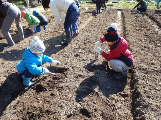 「親子で楽しむジャガイモの植え付け体験会」