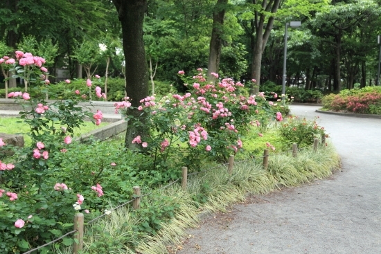 道沿いのバラ園。いろいろな種類のバラが咲いています。