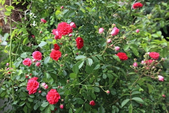 坂の上の長い滑り台の近くにある赤いバラ