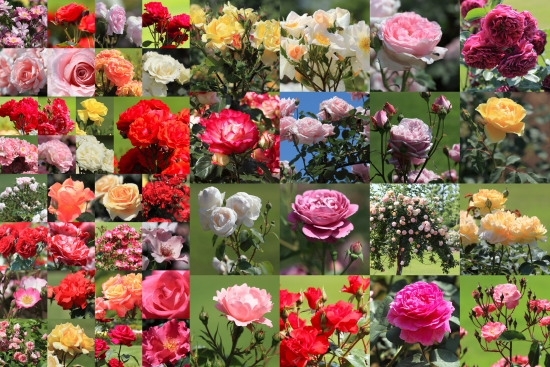3ページから8ページにバラの花のクローズアップ写真を掲載しています。