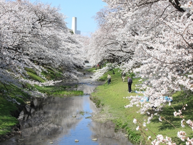 「お花見松花堂弁当コースの御案内」