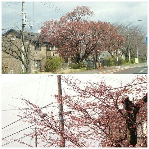 「☆次々と…春☆」