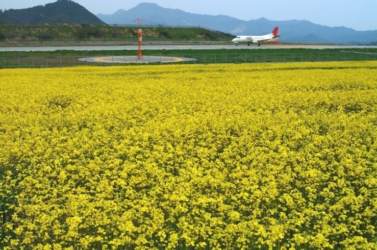 「♪♪菜のは~な畑に♪♪」