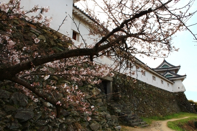 「いよいよ！桜が！開花・・・！？」