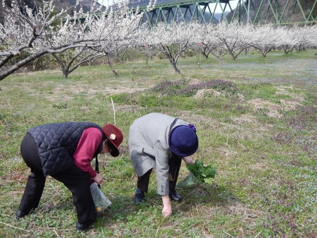 「春の三江線でちち豆腐と梅の花ツアー」