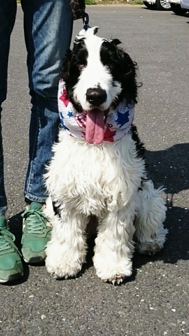 「3/26(日) 無料しつけ・飼い方相談会 in 西武船橋店イケダペットファームさん☆  」