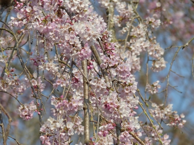 「城山公園のさくら開花状況(＾◇＾)」