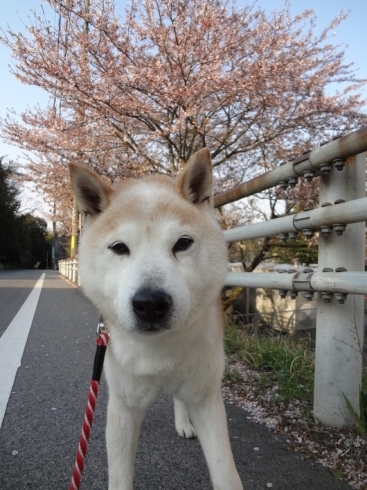 「春がやってきました♫」