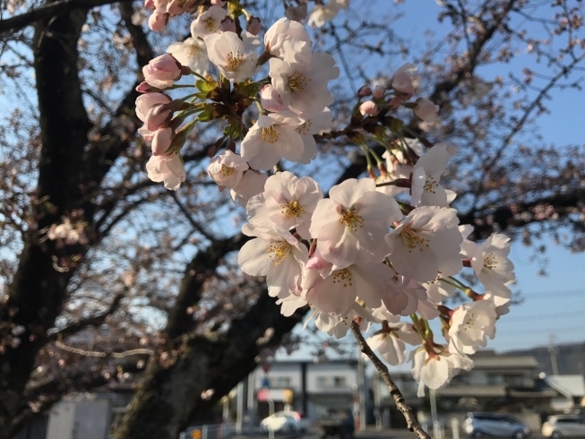 「待ってましたぁ〜春♡桜発見(⁎⁍̴̆Ɛ⁍̴̆⁎)」
