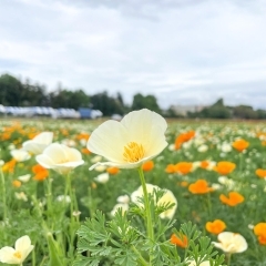 【2024年5月7日(火)撮影】ポピー畑・麦なでしこ畑・バラ園の開花状況<埼玉県鴻巣市>