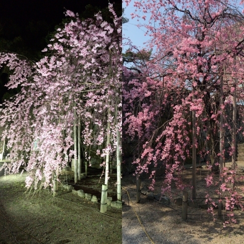 「お花見日和…のはずでしたが」