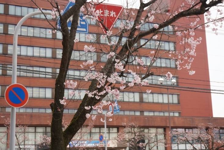 「みんな気にしてる高岡の桜の開花状況」