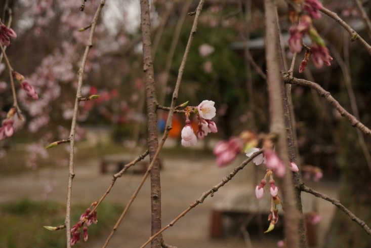 「みんな気にしてる高岡の桜の開花状況 古城公園編」