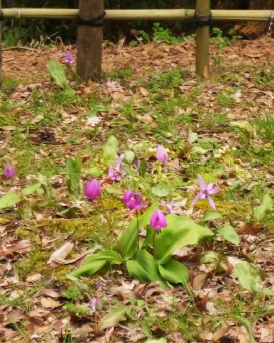 「みんな桜目当てだけど実はこの花も咲いています！ 古城公園のかたかごの花」