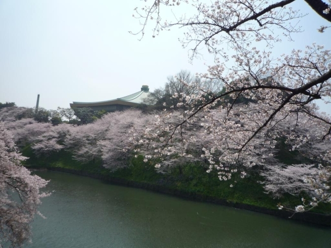 「ＳＡＫＵＲＡ」