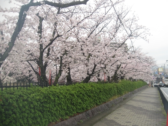 「立ち食い寿司の桜すしです(^^♪　牧野駅前ロータリー入口」