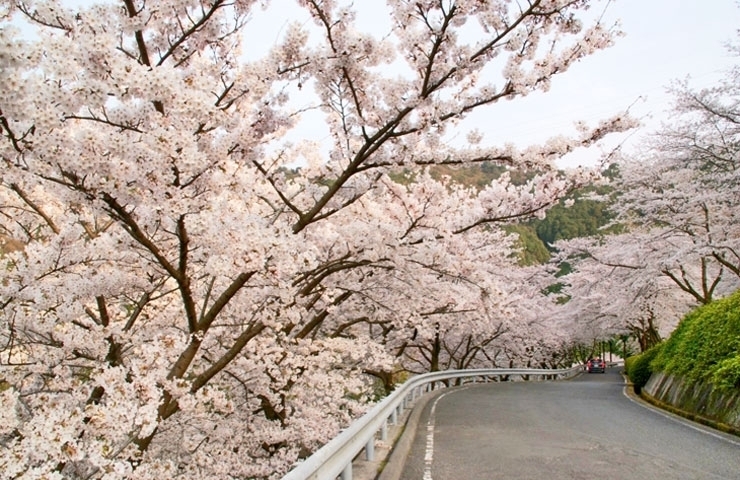 「桜の名所～西条～明日はお花見出来るかな！？」