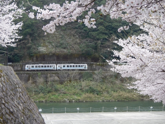 「桜満開」