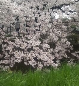 「個別指導　永塾　花見と雨と」