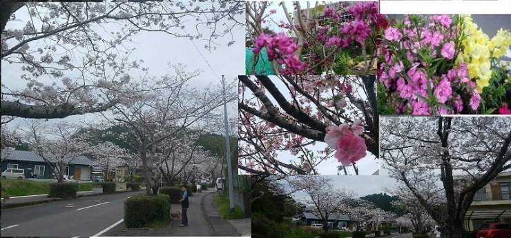 「天ヶ城の桜❀」