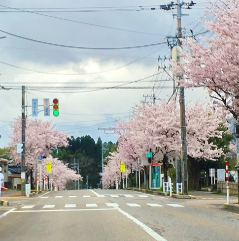 「十間道路の桜」