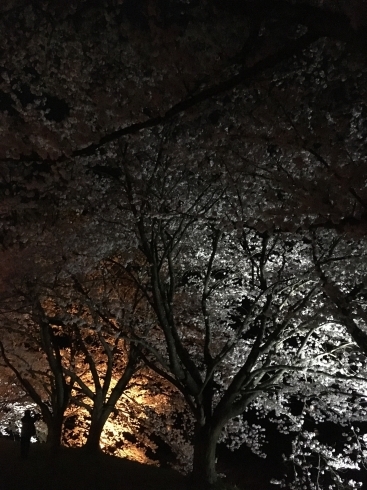 「夜桜」