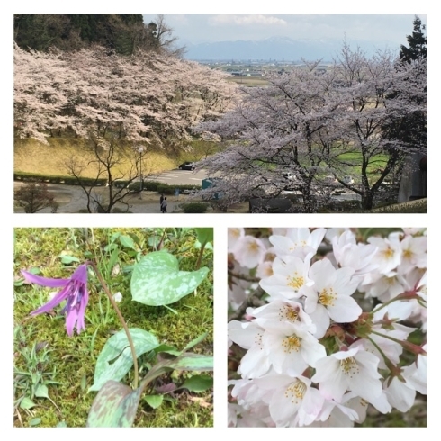 「水道つつじ公園の桜」