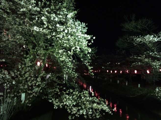 「長岡の桜もそろそろ満開です☆」