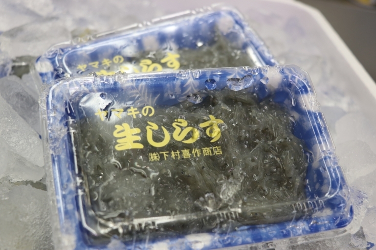 「天然ブリ、蛍烏賊大奉仕！！  八千代市、佐倉市の鮮魚店　　魚や山粋」